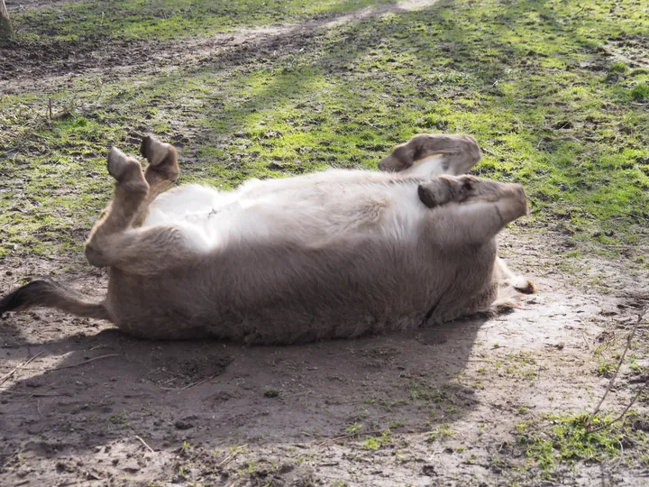 Lens Polder Petting zoo in Newport (Belgium)